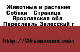 Животные и растения Собаки - Страница 17 . Ярославская обл.,Переславль-Залесский г.